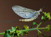 Maifliege