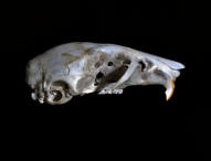 Schädel der Hausmaus